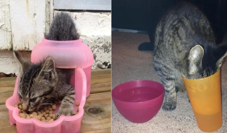 These 10+ photos prove that cat’s logic is just beyond reality