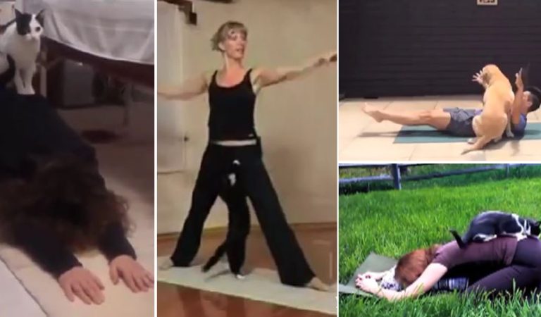 Love Yoga? Why not incorporate your pet into your practice?