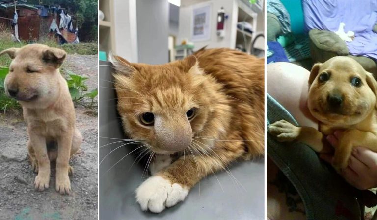 Hilarious Animals Stung By Bees. Promise you won’t laugh?