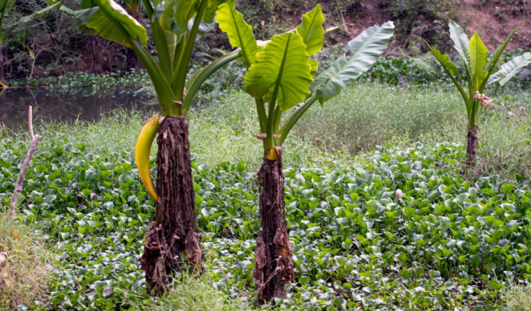You have the eyes of a hawk if you can spot the crocodile in this picture.