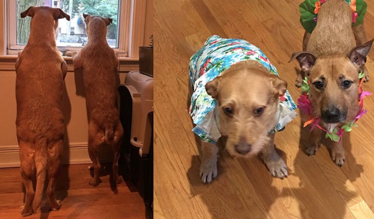 Dog Finds Her Twin On The Street And Begs Her Owner To Bring Him Home