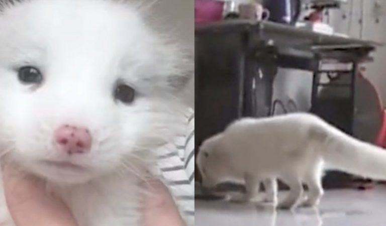 The Woman Who Bought a Pup from a Pet Store and Realized It Was Actually a White Fox After a Year