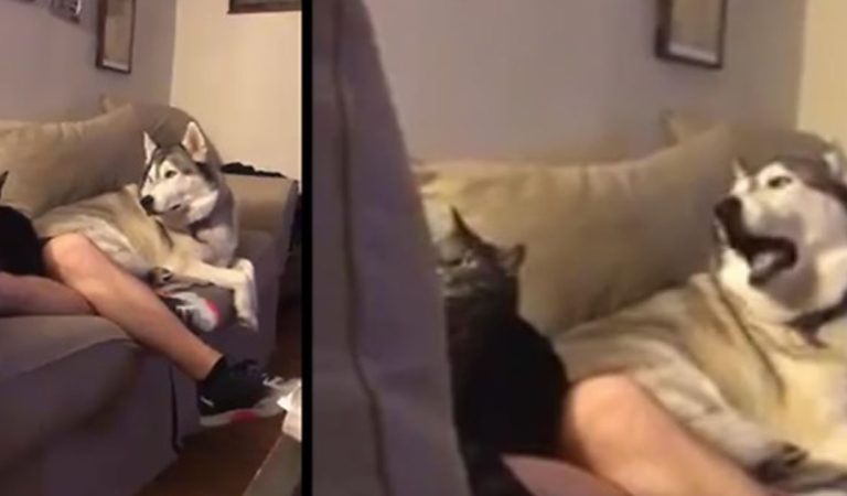 Jealous Husky Throws Epic Tantrum When His Owner Pets A Cat