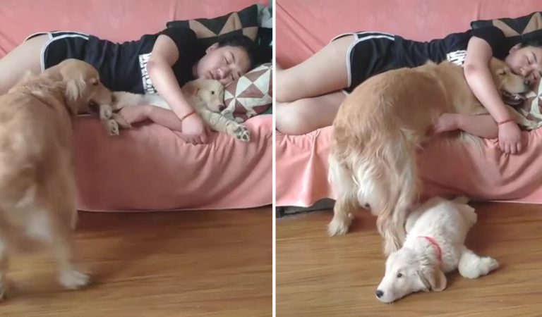Funny video of jealous Golden Retriever dog drags puppy off couch.