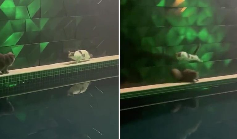 Funny cat attempts jump across pool and ends up in disaster.
