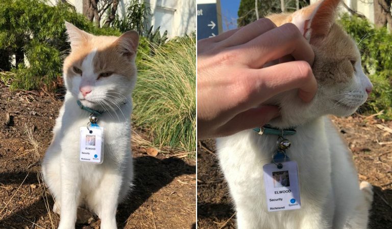 Cat hangs around outside of hospital all the time, so they hire him as a ‘security guard’